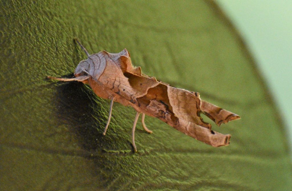 Phlogophora meticulosa - Noctuidae